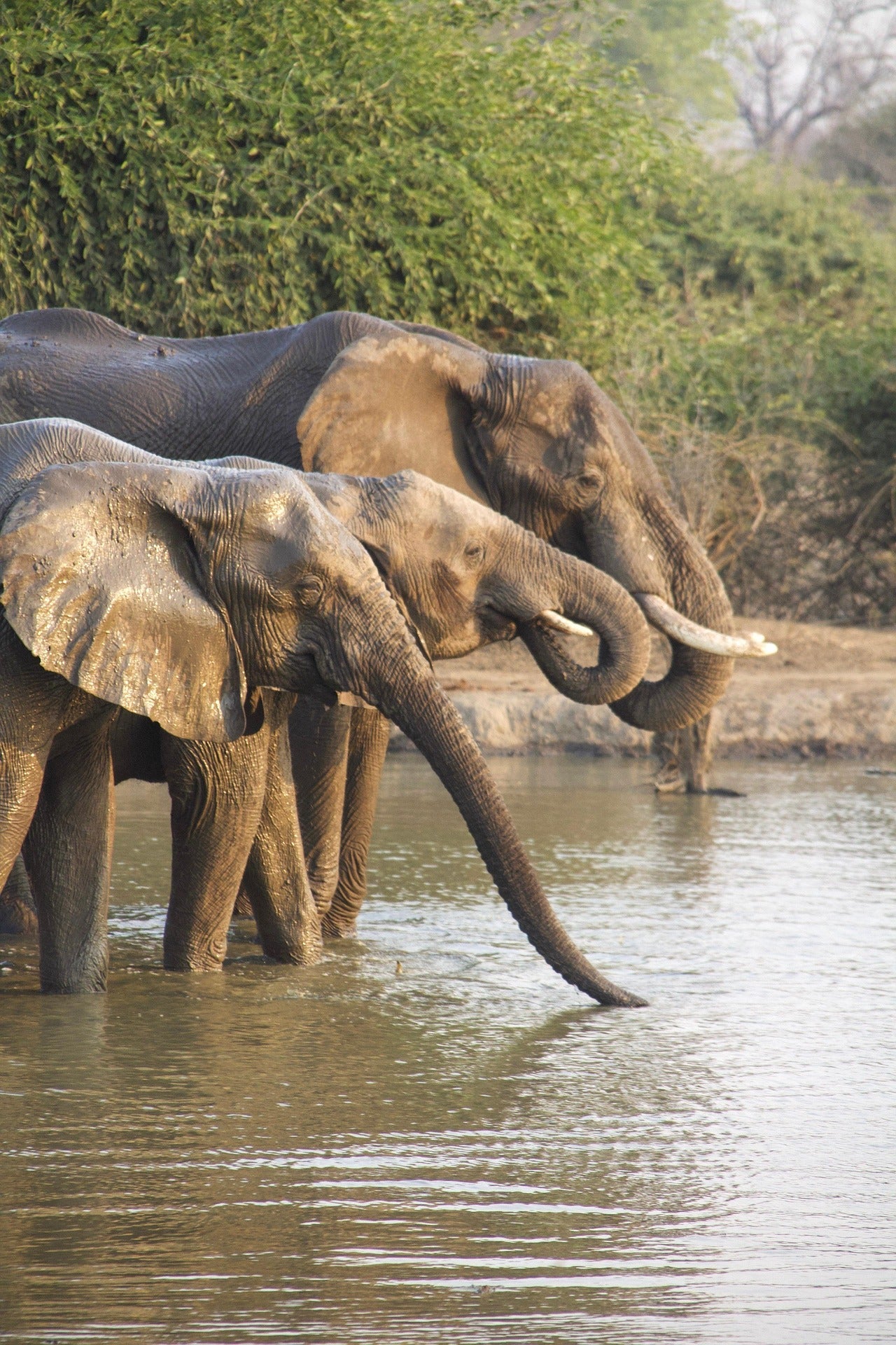 A group of elephants drinking from a river — symbolising Swish & Click’s reliable and natural connection to Africa, where we deliver branded merchandise legally, fast, and without hidden fees.